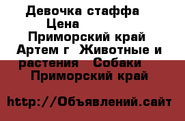 Девочка стаффа  › Цена ­ 30 000 - Приморский край, Артем г. Животные и растения » Собаки   . Приморский край